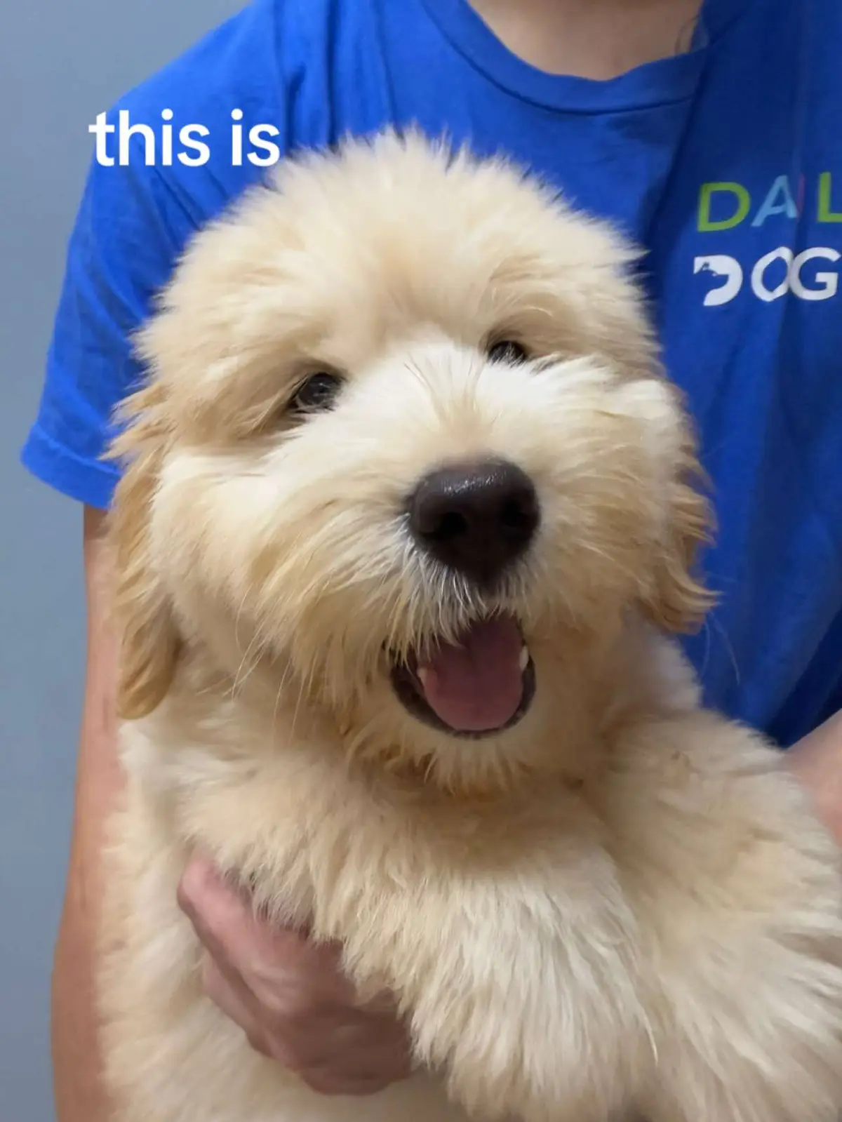 #chowspitz #puppy  📍19 Eng Kong Terrace S598991 ✨ Grade A Petshop AS23J00049