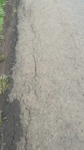 Situ kamojing #fyp #fypシ #fypシ゚viral #xbyzca 