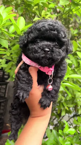 🐻#chó #fyp #poodle #poodleteacup #cúnconđángyêu #blackpoodle #fypシ゚ #dethuong #xuhuong #chó 