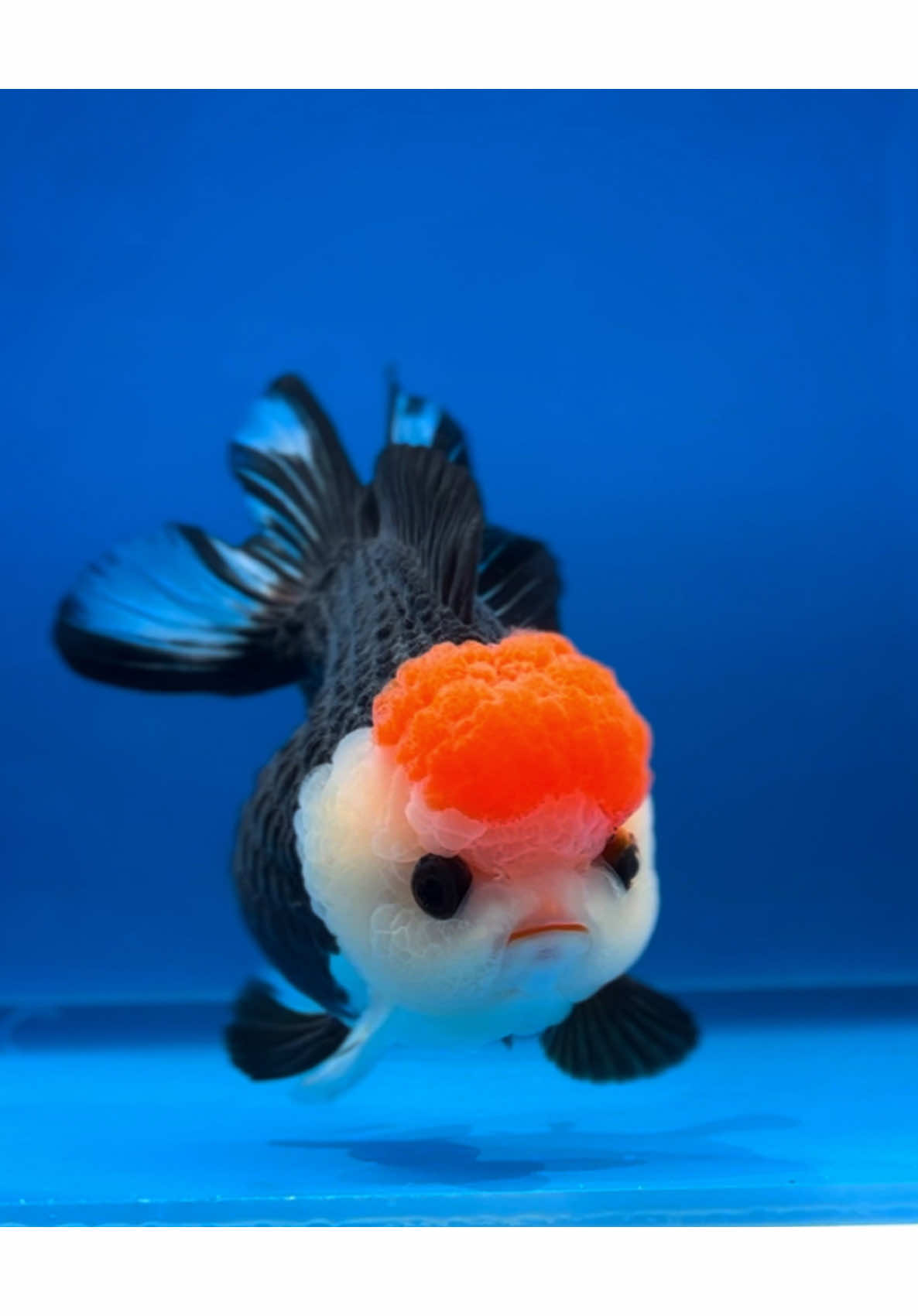 น้องน่ารักก☺️❤️ #mtgoldfish #goldfish #pet #fish #ornamentalfish #aquarium #fishfarm #goldfishfarm #เอ็มทีโกล์ดฟิช #ปลาทอง #สัตว์เลี้ยง #ปลา #ปลาสวยงาม #อะควาเรียม #ฟาร์มปลา #ฟาร์มปลาทอง #สัตว์โลกน่ารัก 