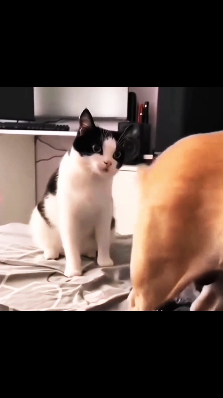 #cat #cats #catlover 