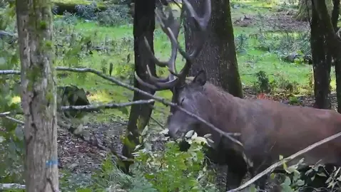 #cerf #cerfelaphe #deer #reddeer 
