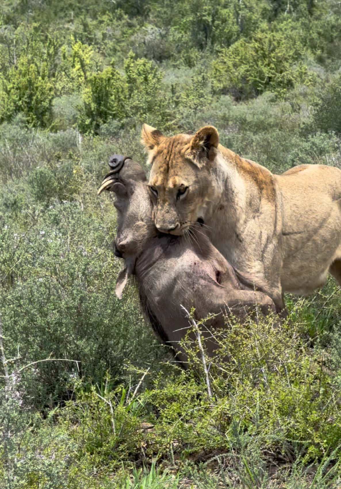 Lioness carries a warthog kill - Circle of Life! #Lioness #WarthogHunt #Safari #circleoflife #lionking #Wildlife #untamed #nature #WildAfrica #wildanimals 