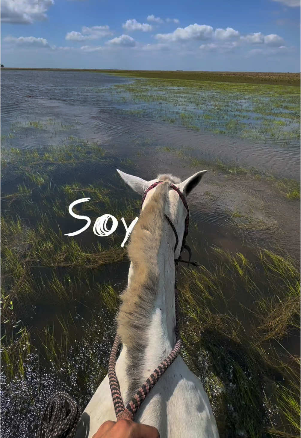 😻 #CapCut #casanarecolombia #delllanoparaelmundo #llanurascolombianas #yopalcasanare #yopal #casanare #horse #llanosorientales #colombia #llanero #llanerosporelmundo #Viral #pazdeariporo #djimini4pro #dji #llano #llaneros #caballos 