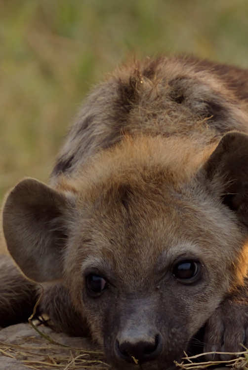 Need a brain reset? These adorable hyena cubs have got you covered 👑 #Queens is now streaming on @Disney+. 