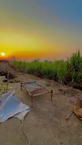 #میرا_سہنا_پنڈ_بلندی_اوتاڑ_ضلع_قصور🌾🍃❤️🌅🌴 #danishmayo1 #danishmayo 