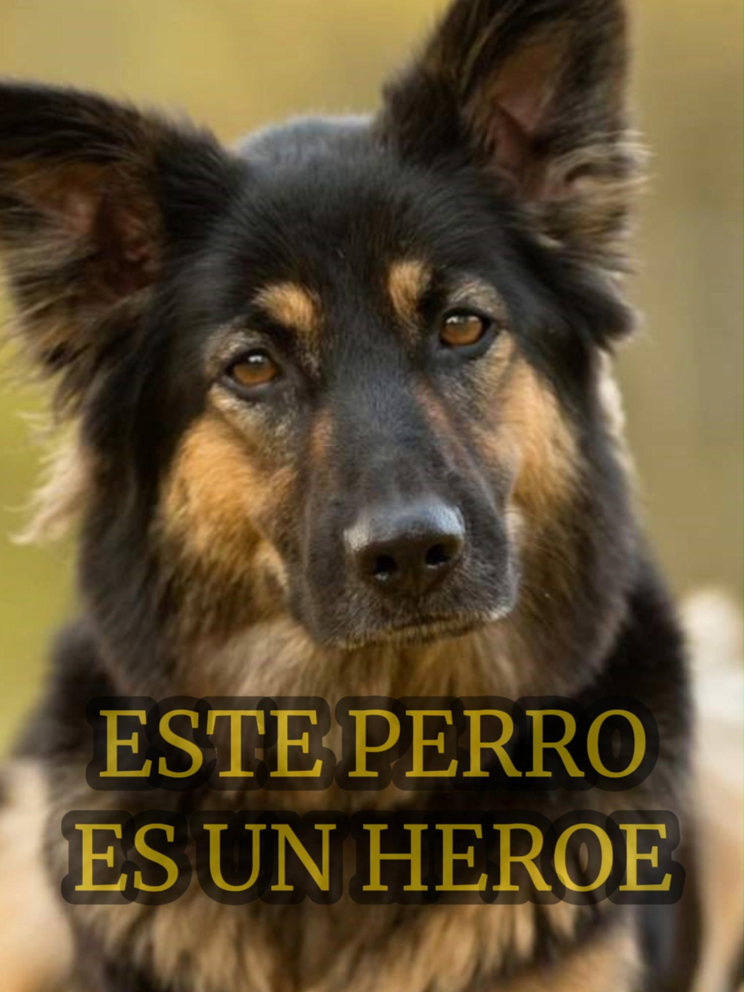 Este perro es un heroe #curiososdatos #curiosidades #SabiasQue