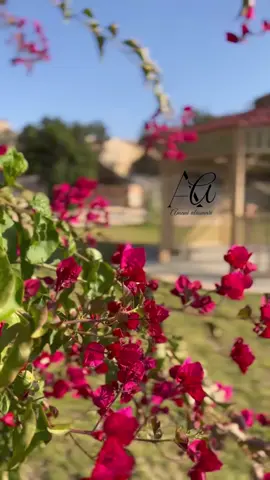 #اكسبلورررر #حركة_إكسبلور #ترندات_تيك_توك #amon_alasmari #تنومه 