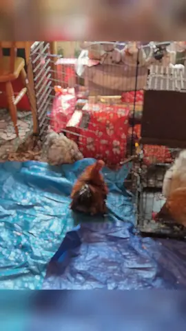 Having a visit from the sister today and her grandkids meant the chickens got a little treat. Four of the chickens were brought home to meet the kids and have some inside time. They absolutely loved it for the most part@Tash @Corinne Connie Lord 