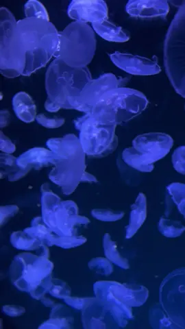 #jellyfish #aquarium #dateaquarium #livewallpaper #livewallpaper4k #ocean #oceanlife #sea #seaanimals #bluejellyfish #blueaesthetic #aesthetic #recommendations 