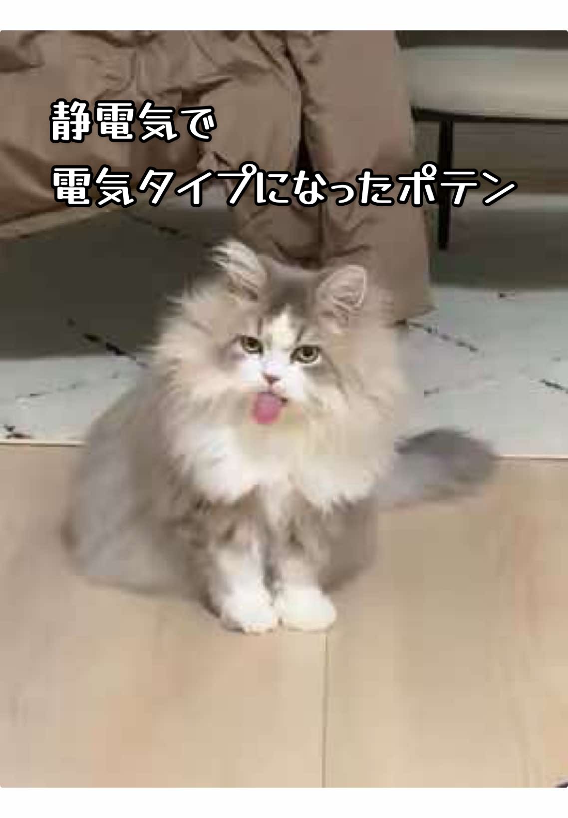 PM8:45 静電気で電気タイプになったポテン #猫 #サイベリアンのいる暮らし #ポケモン