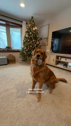 sock monster #goldenretriever #dogsoftiktok #sockstealer 