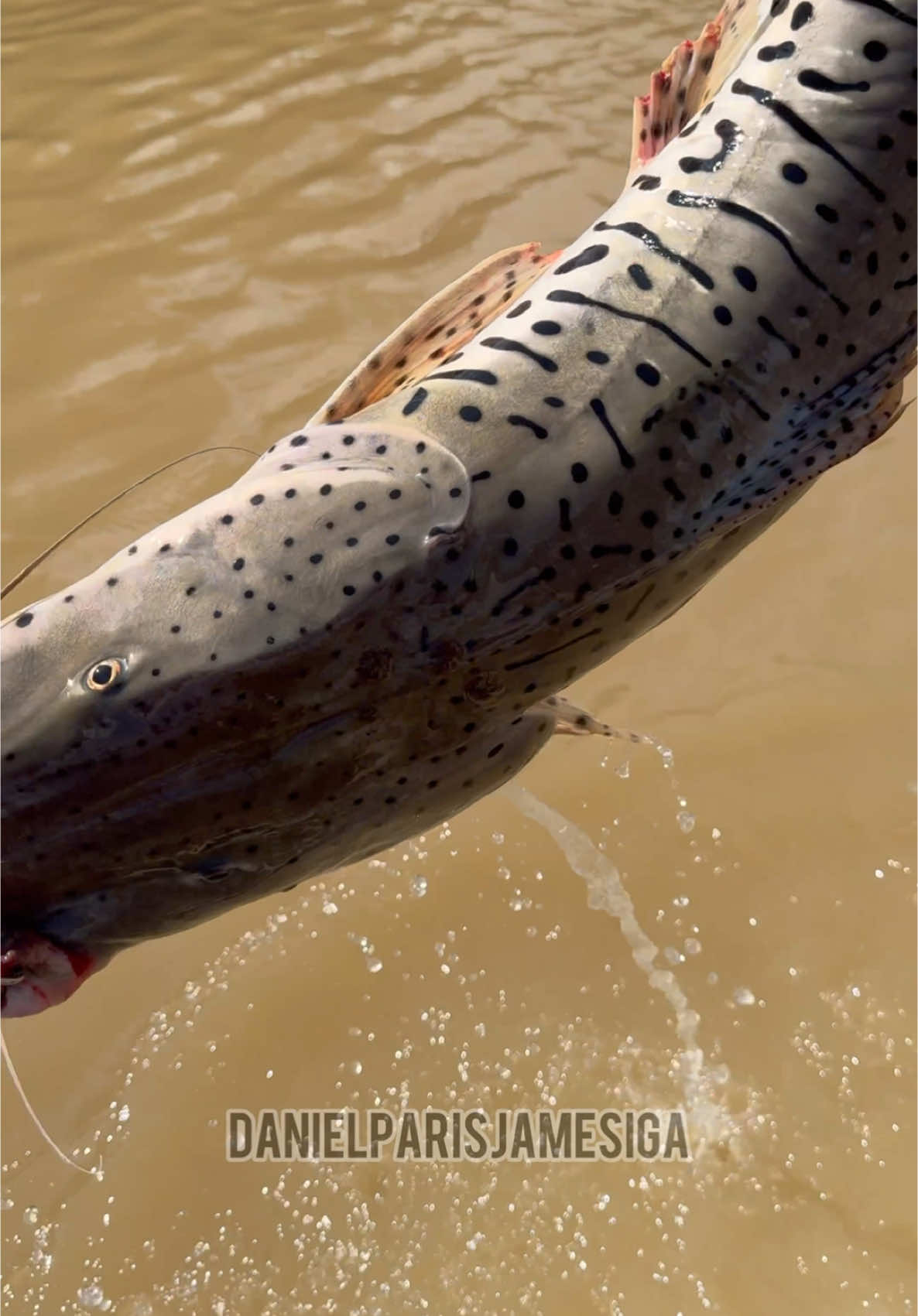 😱A Pescaria deu Boa🎣🐟🚀🔥 Já me Siiiiga!🚀