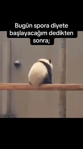 Pazartesi başlıyoruz #keşfetteyizzz #beniöneçıkarttiktok #keşfetedüşürbeni #keşfetteyim #diyet #komikvideolar 