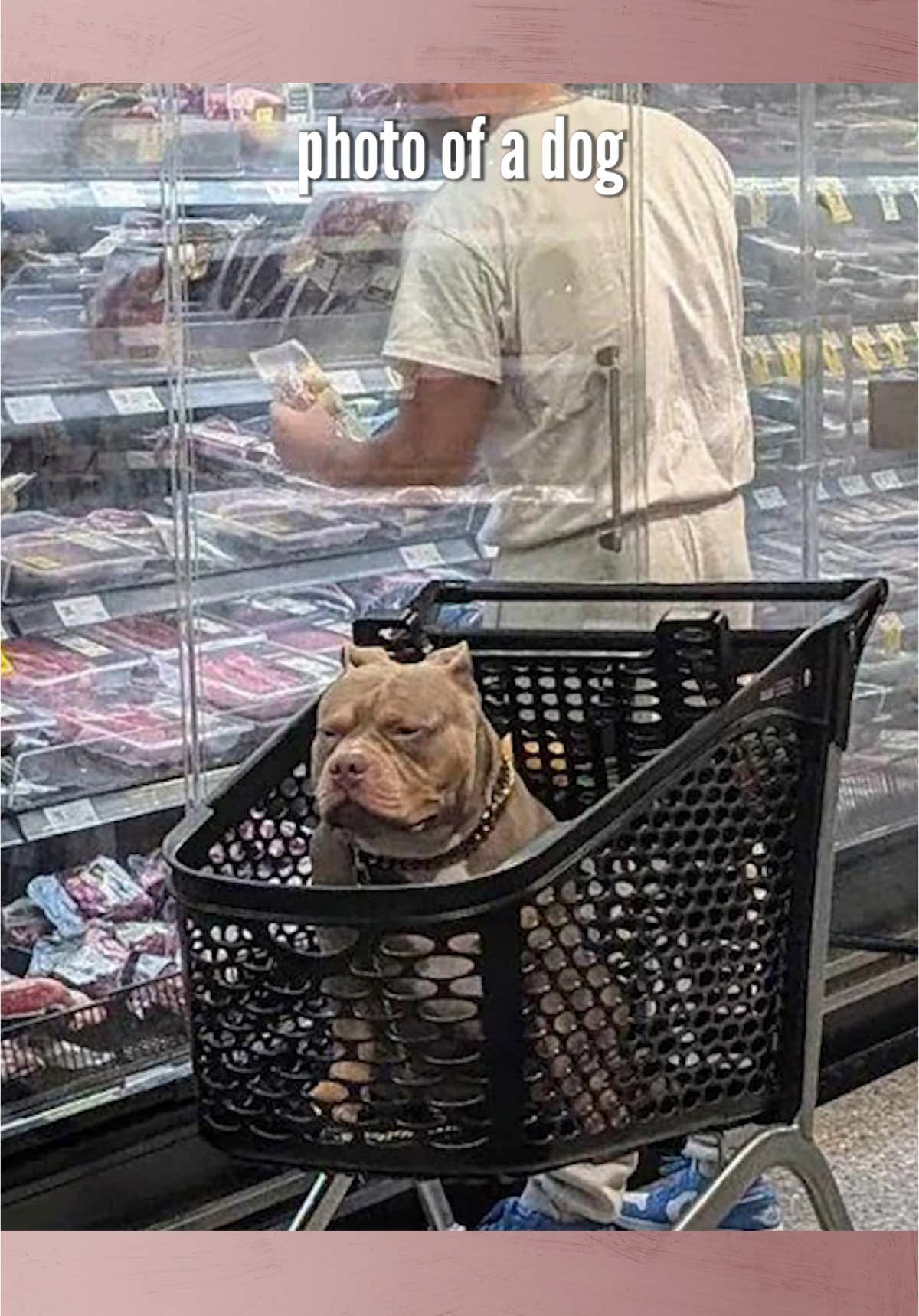 Dogs don’t belong in grocery stores and you know we love dogs. Agree? ⤵️