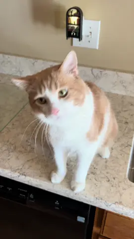 Love him so much #cats #catsoftiktok #orangecat #orangecatbehaviour #begging 