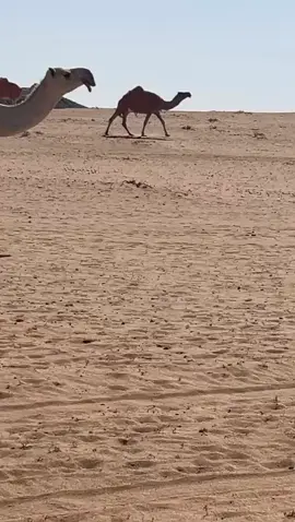 #هباده🔥😉😉#من الذود#افلح_من_ذكر_الله #ماشاءالله#اكسبللورر 