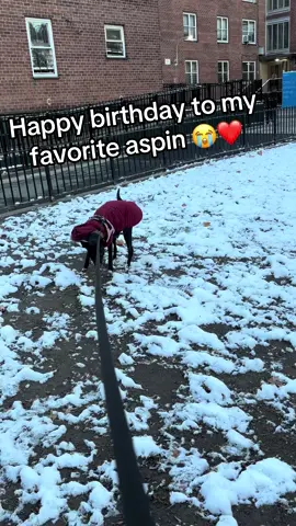 Happy birthday shadow love you #aspin #aspindog #nyc 