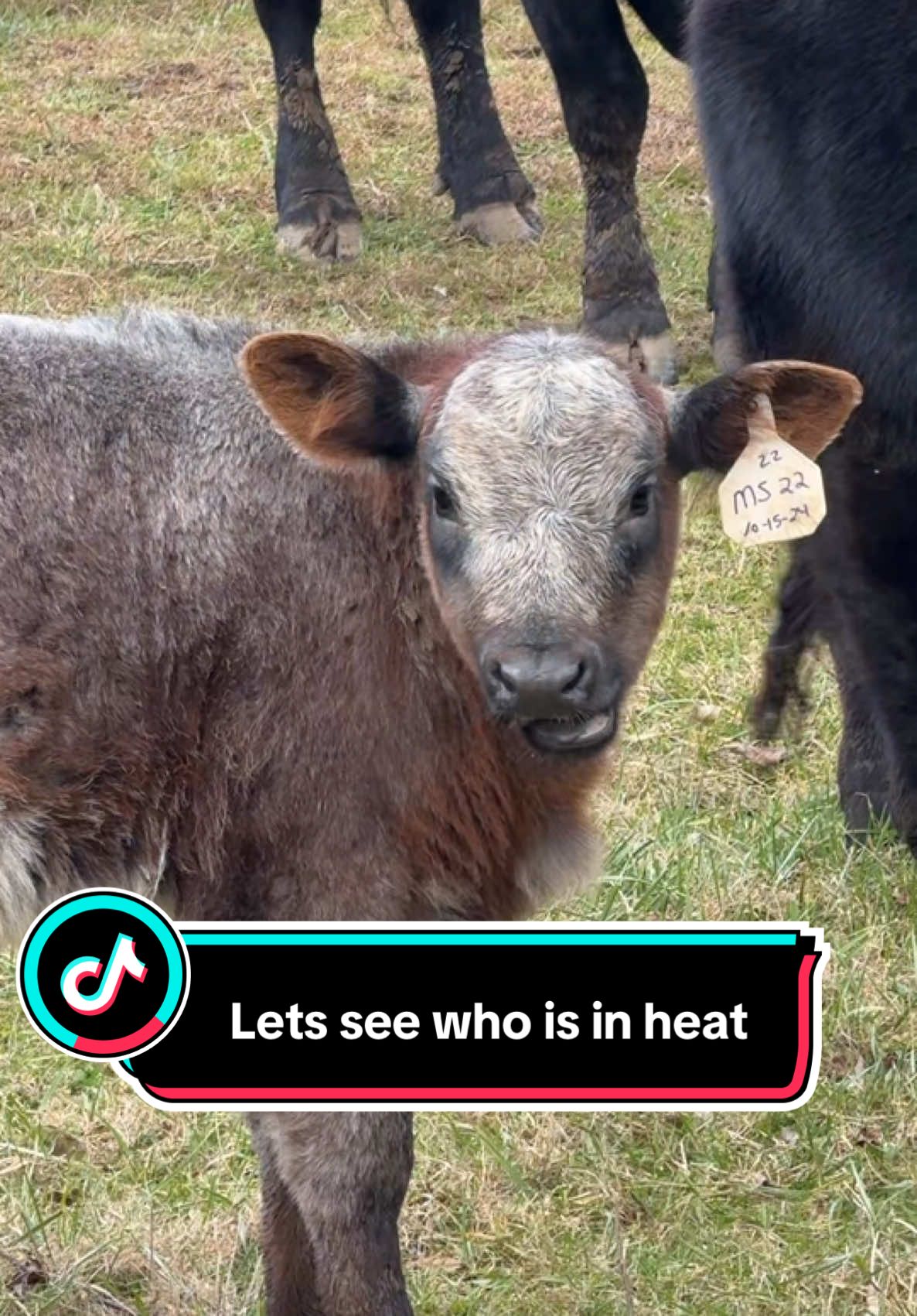 Checking the ride patches #cow #cows #farmlife 