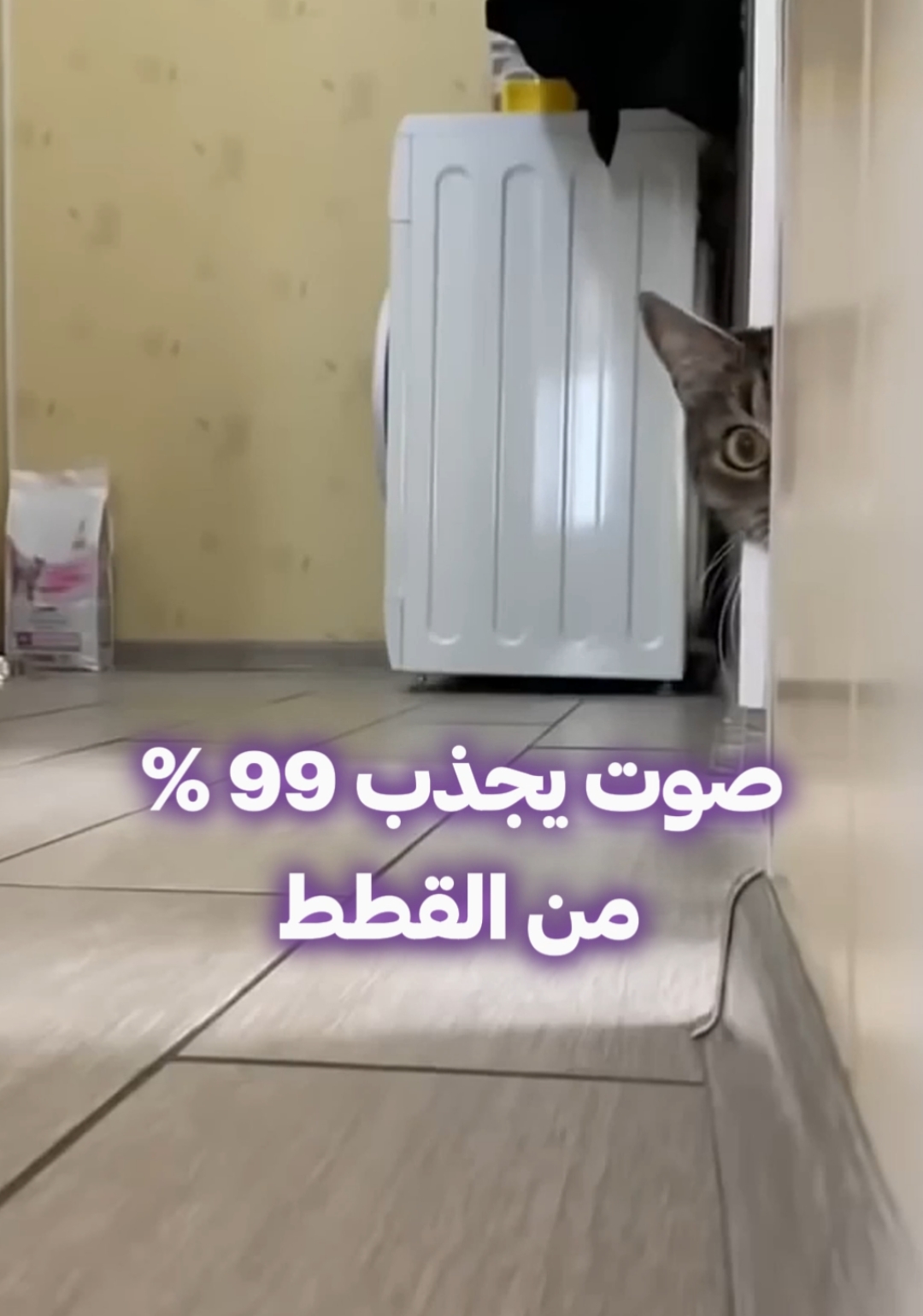 جربنا تجربة صوت مع القطط وشوفنا ردود أفعالهم 👀  هل قطتك بتحب الأصوات الجديدة؟ شاركنا رأيك 🐾 #مكة  #kitten  #animals  #cutecat  #funnycat  #سوبربتس  #عيادة_بيطرية 