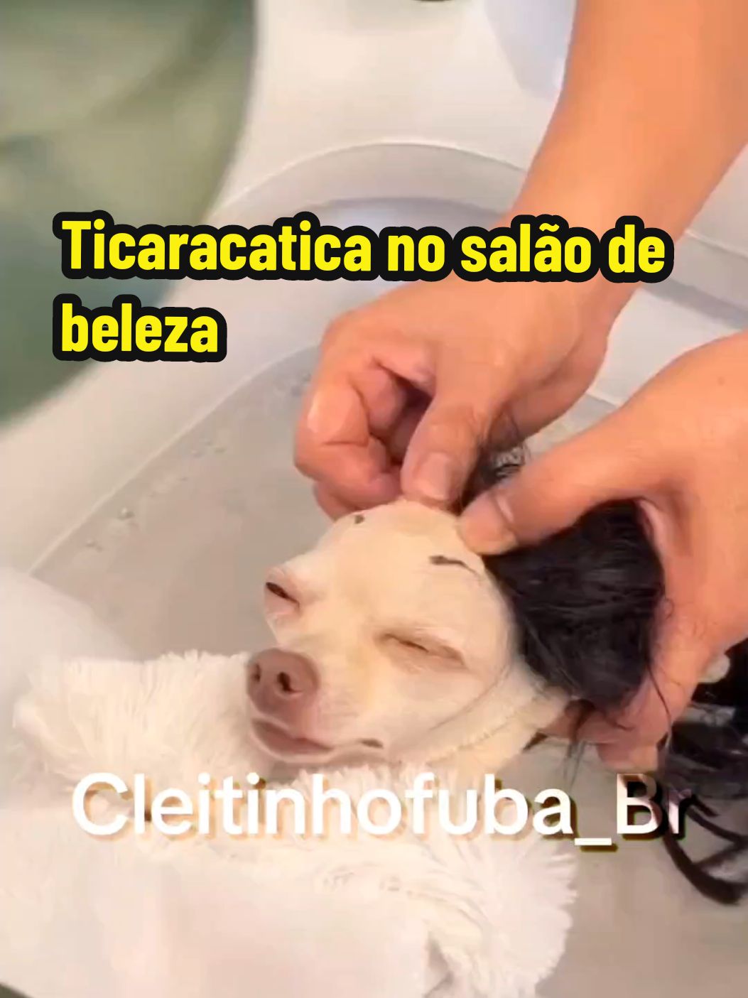 Ticaracatica e Bebel jararaca foram no salão arrumar o cabelo para a ceia de Natal #cachorro #pets #animaisnotiktok #funny #fyp 