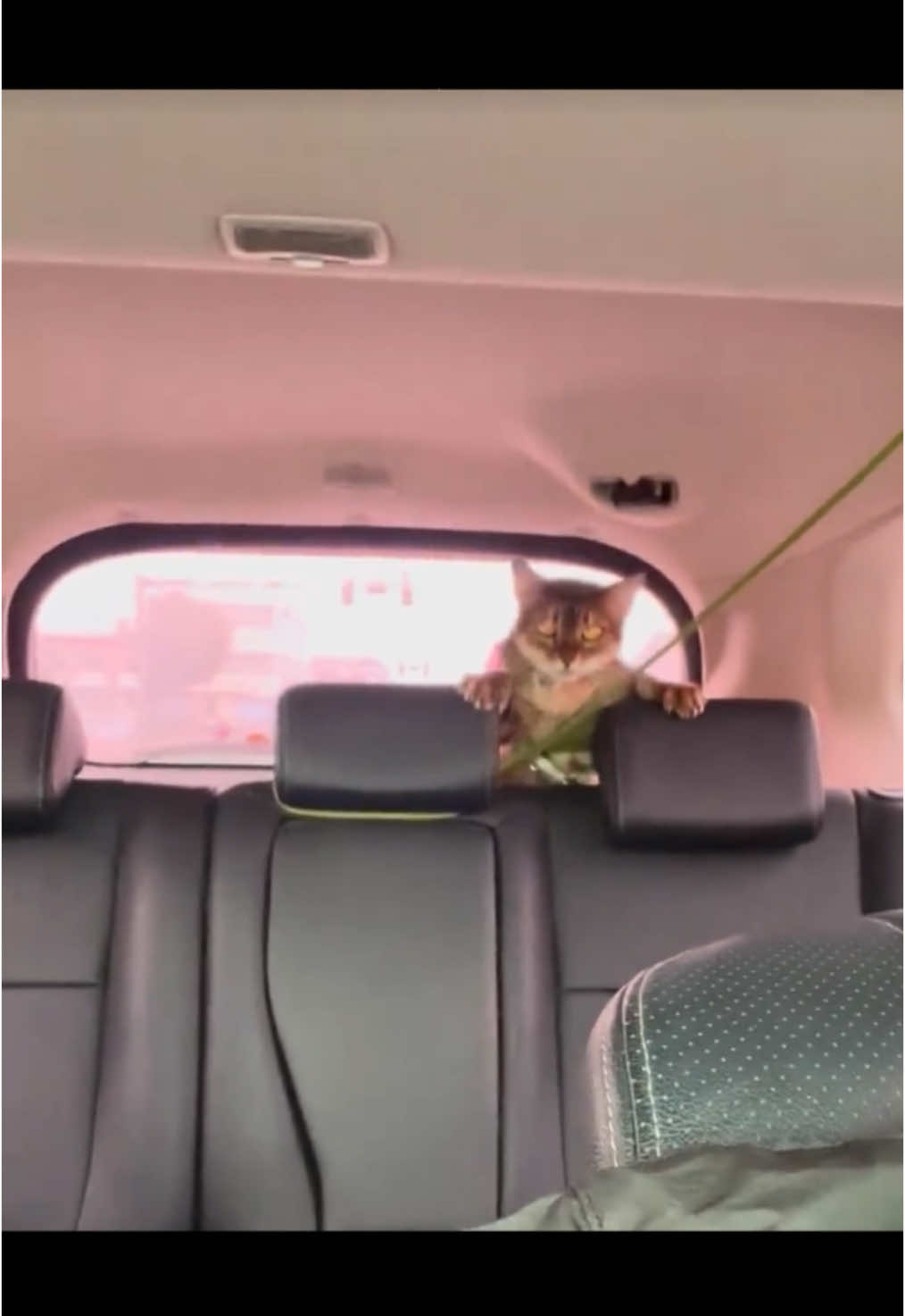 #cats #adorablecat #catlover #cutecat #catoftiktok #meow #funnycat #funnyvideos #kat #pet #cuteanimals 