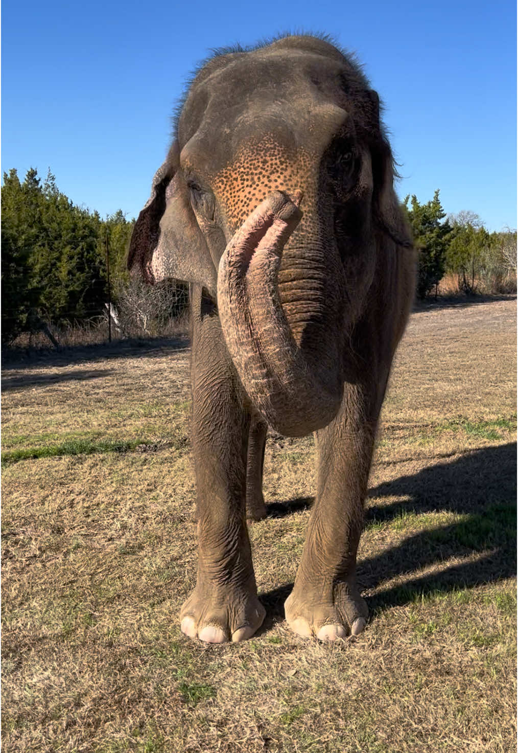🐘 Kitty’s got moves! 💃  #thepreserve #visitthepreserve #asianelephant  #elephantconservation #elephant #giraffe #kangaroo #wallaby #theydontloveyoulikeiloveyou #fyp  #porcupine #elephantexperience #animalexpedition #thepreservefredericksburgtx  #fredericksburgtx #texastourism #sanantonio #austin #elephantpreservetexas #animalencounters #texaselephants #thepreservetx #visittx #texasvacation #texaslife #houston #dallas #exploretexas #traveltexas #fortworth 
