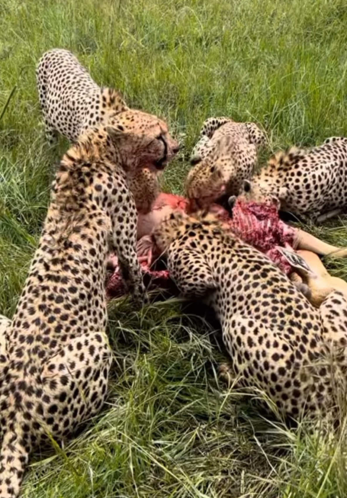 Cheetah eating  #viralreels  #trendingvideo  #kenyantiktok🇰🇪  #tanzania🇹🇿  #naturebeauty  #wildlife  #trending  #viralvideo  #trendingvideos  Credit@osxsiwyxsmwv