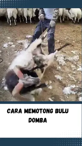 Cara Memotong Bulu Domba #wongnganggur #news #fyp #beritaterkini #beritaterbaru #newsupdate #gosipartis #fypシ #fypシ゚viral #beritaviral #hotnews #breakingnews #beritaunik