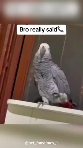 Bro’s imitation show🦜📱 #funnyvideos #pets #funnyanimal #fyp #funnymoments #funnyy #foryoupage #parrot 