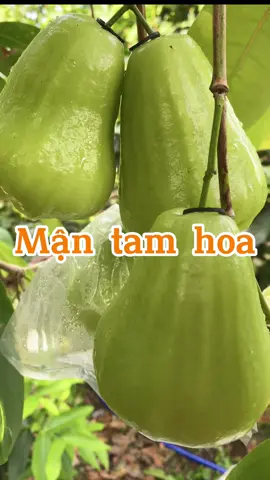 Mận xanh tam hoa 🍏🍏🥰🥰 #xuhuong #mientayquetoi 