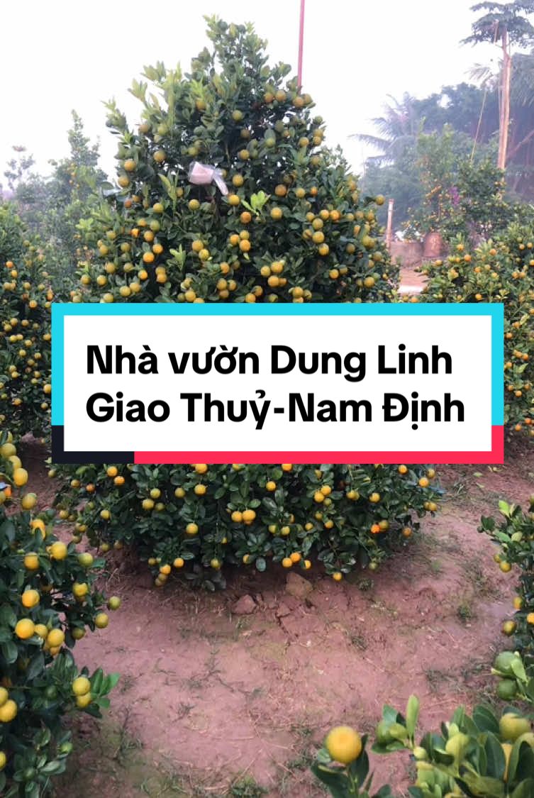 Vườn quất đẹp tại Giao Thuỷ- Nam Định#nhavuon #têtsumvầy #tiktok 
