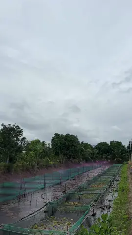 Chi Tiết Về Hệ Thống Tạc Thuốc Tự Động.Tạc Khoáng,Vôi,Thuốc Cực Kì Nhàn, Tạc Đều Ao Và Hiệu Quả Cao.#trend #tiktokindia #xuhuongtiktok #tiktokviral #xuhuongtiktok