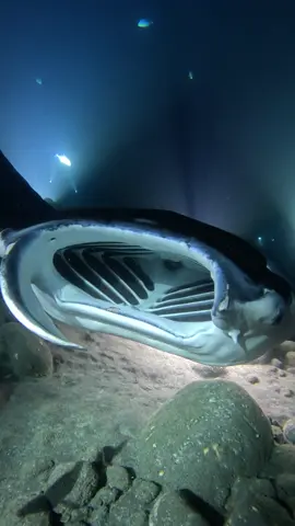 Manta Ray Night Dives in Hawaii  Manta Rays open their mouths to filter feed on the plankton that is attacted to the lights #mantaray #nightdive #mantaraydivehawaii #gopro #scubadiving #underwater @Manta Ray Dives of Hawaii 