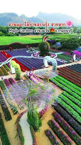 สวนดอกไม้สวยมาก บรรยากาศดีเย็นสบาย มีบุฟเฟ่ต์ลำไยไม่อั้น  📍Maple Gardens-สวนเมเปิ้ล🍁จ.กาญจนบุรี ค่าเข้า139 เปิดถึงวันที่ 2 กุมภาพันธ์68 •เด็กสูงไม่เกิน 120cm.เข้าฟรี •เด็กสูงเกิน 120cm.แต่อายุไม่เกิน 12ปี 75.-  (พกหลักฐานการเกิดมาเท่านั้น) เปิดเวลา 07.00 - 18.00 น. พิกัด : สวนเมเปิ้ล ต.ลาดหญ้า อ.เมือง จ.กาญจนบุรี ขับมุ่งหน้าน้ำตกไทรโยค เลยราชภัฏกาญจนบุรี 5กม. #ปีใหม่2025 #กาญจนบุรี #ที่สุดแห่งปี #tiktokพาเที่ยว #สวนเมเปิ้ล #สวนดอกไม้ #maplegarden  #tiktokcreatorsearchinsightsincentive 