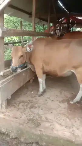 salam sobat ngaret bolo