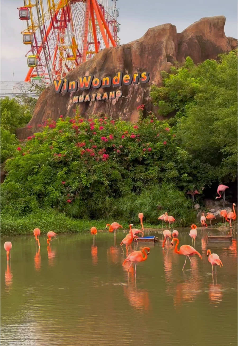 Sáng nay dậy tự nhiên thèm đi Safari Vinwonder Nha Trang 🤓  #nhatrang #vinpearl #chillinnhatrang #vinwonders #dulichnhatrang #vuonthu #safari #fyp #xh #viral 