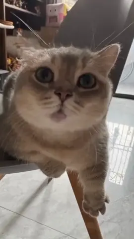 kucing siul😆 #videolucu #hiburan #bunkbank6 #kucing 