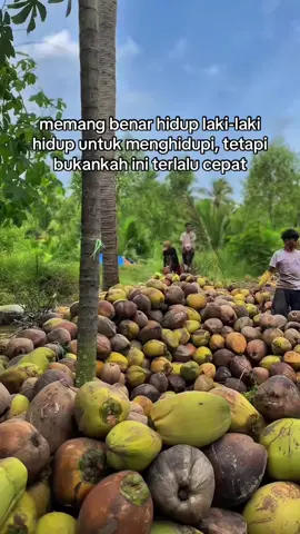 #storywhatsapp #storykelapa🌴 #petanikelapa🌴🌴 #PetaniMuda #fypシ 