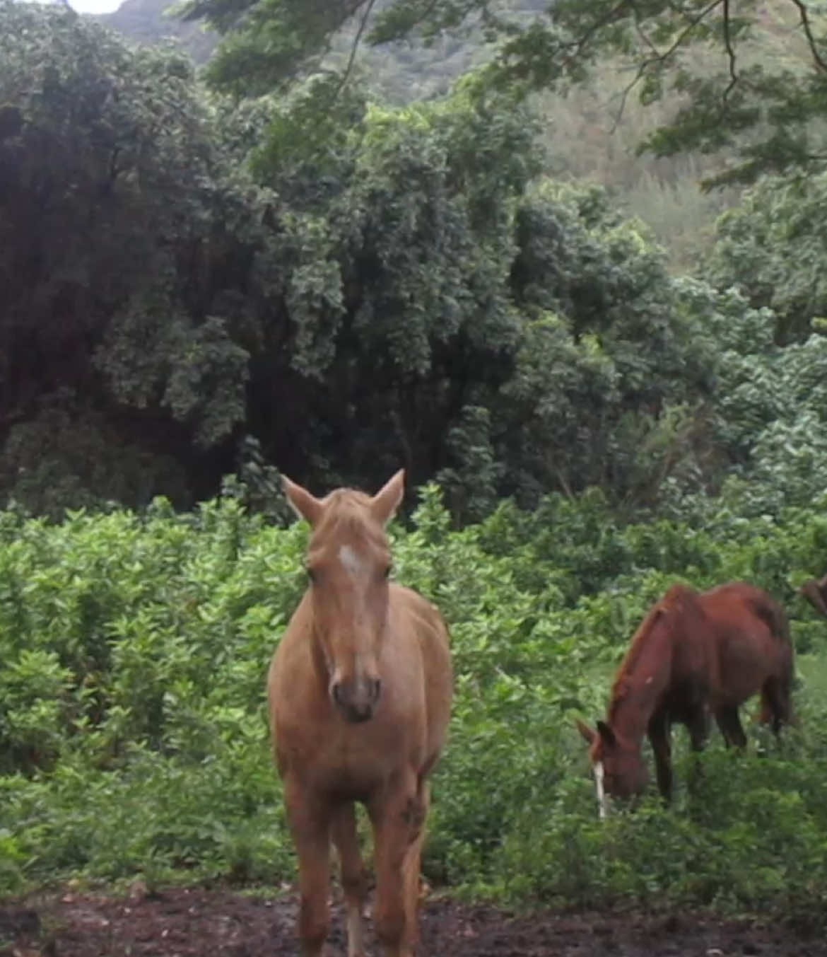 #befree #fyp #fypシ゚viral #horse #itsok #viralvideo #tiktok #digital #camera #digitalcamera
