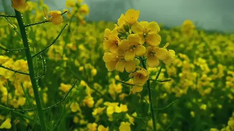 শোনো না রূপসী তুমি যে শ্রেয়শী😊❤️‍🩹🦋..? #foryou #foryoupage #vediography #viralvideo #riffchallenge #video #tiktokbangladesh🇧🇩 #foryouvideo #unfrezzmyaccount #sinematik #bdtiktokofficial #sinematik #bdtiktokofficial 