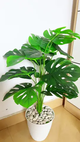 DAUN MONSTERA JUMBO 1 METER 24😱🌿 #daun #daunmonstera #daunmonsteraplastik #daunmonsteraartificial #bunga #bungaplastik #bungaplastikmurah 