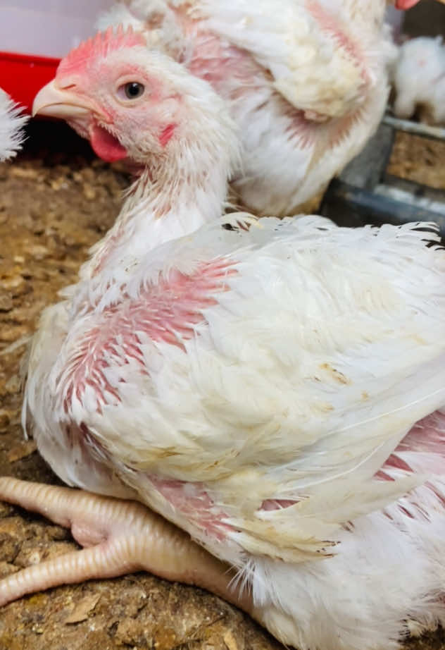 #pouletdechair #elevage #senegalaise_tik_tok #elevagesenegal #viral_video 