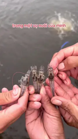 Khắc phục tình trạng gan k đều màu,gan đỏ,gan nâu,gan vàng trên tôm#hoangtutom #nuoitomcongnghecao #nuoitomtrenaolotbat #nuoitomsieuthamcanh 