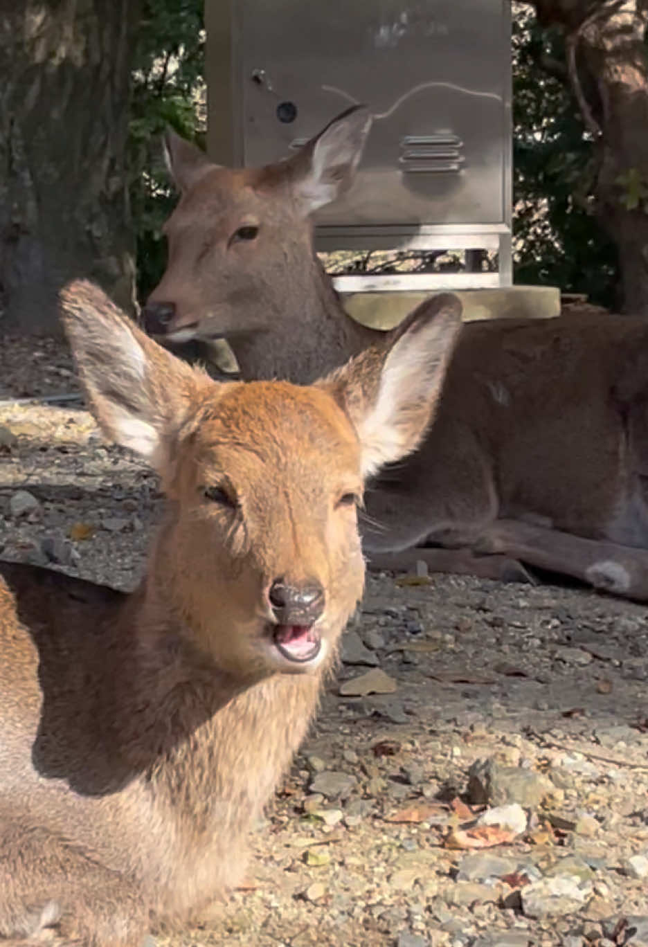 #奈良の鹿 #鹿 #奈良公園 #奈良市 #deer #nara #narapark #japan #japantravel #shikanokonokonokokoshitantan #しかのこのこのここしたんたん #fyp @奈良県観光プロモーション 