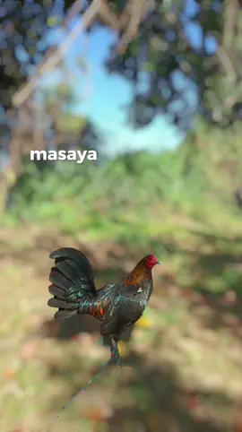 #winner #tiktokviral #manokpanabong #super #manokwari_papuabarat #rap #broodstag #binabae 