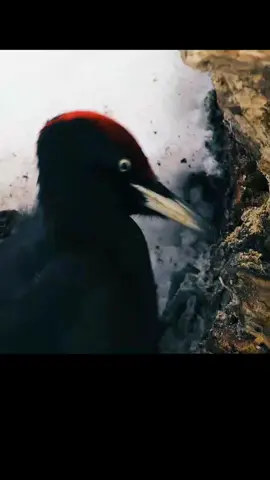 Black  woodpecker.  _birds _shots #fyp #trendingvideo #wildlife 
