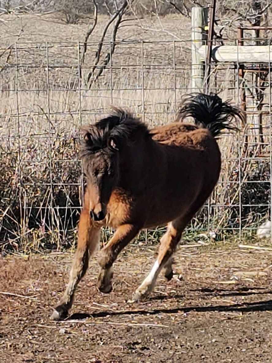 This gorgeous ASPC/AMHR bay 2024 colt will do really well in the show pen! He has the attitude, trainability and talent to be a top show contender like many of his paternal siblings. contact for details.  #devencreekshetlands #showhorses #showpony #baypony #bay #shetlandpony #shetlandponytiktok #pony #ponytail #ponylove #nebraska #horsesontiktok #forsale #beauty #winterbreak 