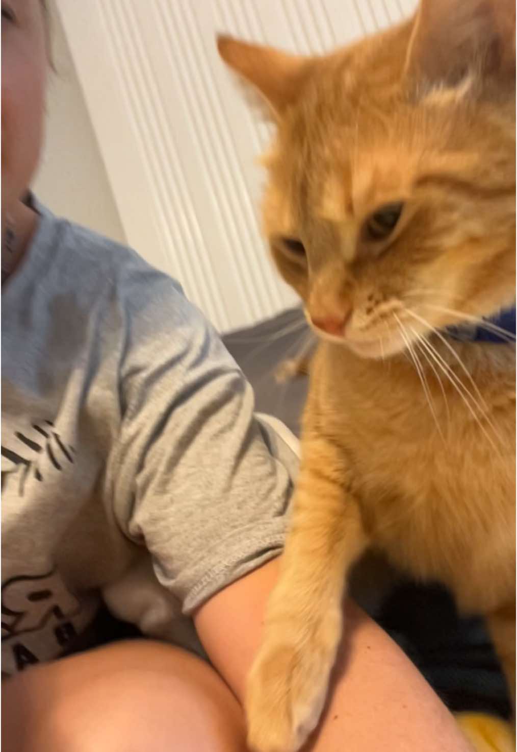 evil kitty #macaroni #macaroniandcheese #macandcheese #smacaroni #smackaroni #macattack #stopyourescaringme #macandcheesethecats #orangecat #orangecatbehavior #orangecatsoftiktok 