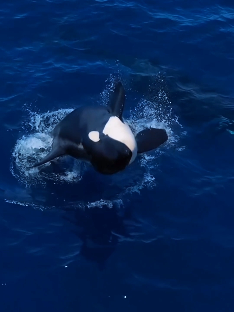 Runaway with Orcas... #biologia #marinebiology #sea #ocean #orca #whale #biologiamarinha #biology 